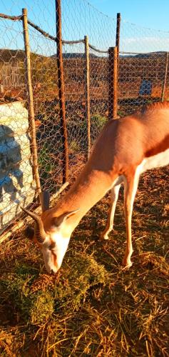 Eltos Karoo Stay Guest Farm - thumb 5