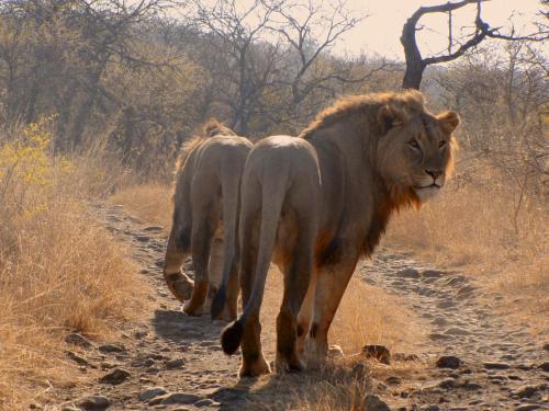 Esiweni Luxury Safari Lodge - thumb 4