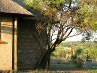 Five Pebbles on Piece of Africa Tourism Africa