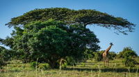 Gooderson Bushlands Game Lodge Tourism Africa