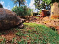 Goodnight Lodge Tourism Africa