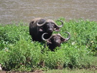 Hennie's Rest 2 Tourism Africa