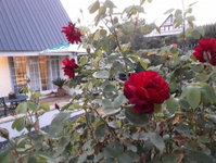 Honeysuckle Clarens Tourism Africa