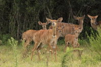 Horseshoe Game Reserve Tourism Africa