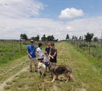 HuskyRomi Rescue and Wolf Sanctuary Tourism Africa