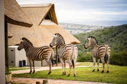 Jbay Zebra Lodge - thumb 0