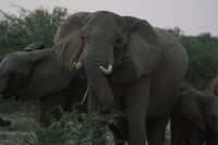 Kaoxa Bush Camp Tourism Africa