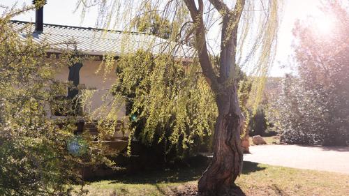 Klondyke Cherry Farm - thumb 1