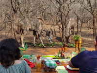 Kruger Wielewaal Restcamp Tourism Africa