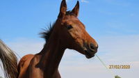 Landor Stud Farm Cottage Tourism Africa