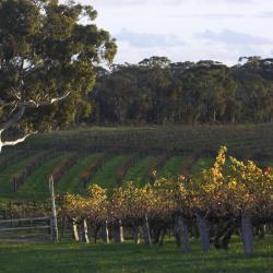 Barossa Valley Tourism Africa