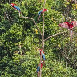 Amazon Jungle Tourism Africa