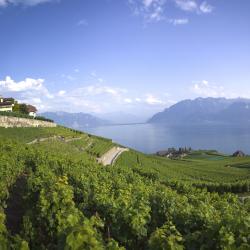 Lake Geneva Tourism Africa