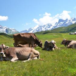 Melchsee Frutt Tourism Africa