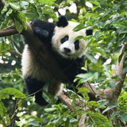 Chengdu Tourism Africa