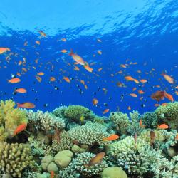 Marsa Alam City Tourism Africa