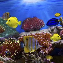 Red Sea Governorate Tourism Africa