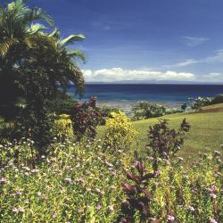 Taveuni Tourism Africa