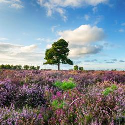 New Forest Tourism Africa