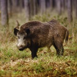 Őrség Tourism Africa