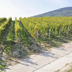 Tokaj Wine Region Tourism Africa