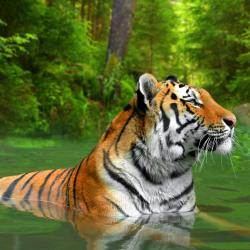 Sumatra Accommodation Africa