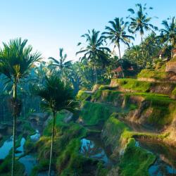 Ubud Accommodation Africa