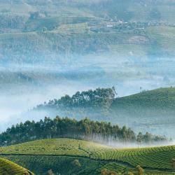 Munnar and Surroundings Accommodation Africa