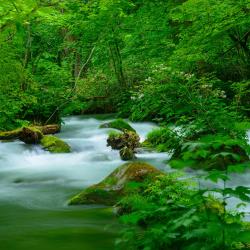 Aomori Tourism Africa