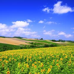 Hokkaido Tourism Africa