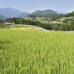 Miyazaki Tourism Africa