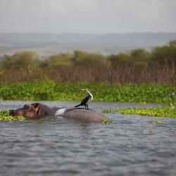 Naivasha Tourism Africa