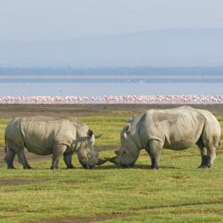 Nakuru Tourism Africa