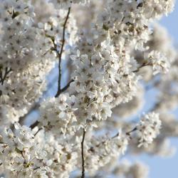 Daegu Tourism Africa