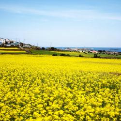 Jeju Island Tourism Africa