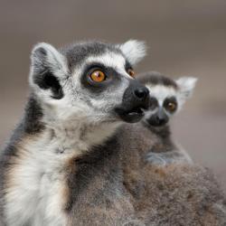 Ivato Tourism Africa