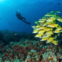 Dhaalu Atoll Tourism Africa