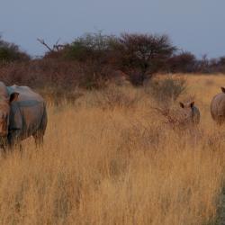 Namutoni Tourism Africa