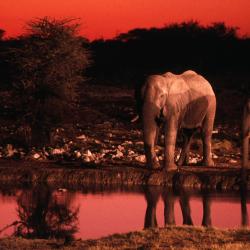 Okaukuejo Tourism Africa