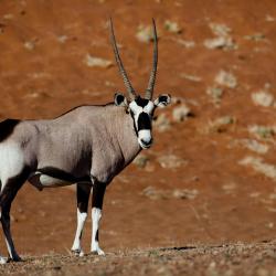 Solitaire Tourism Africa