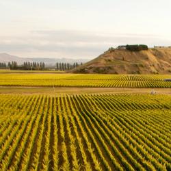 Hawke's Bay Tourism Africa