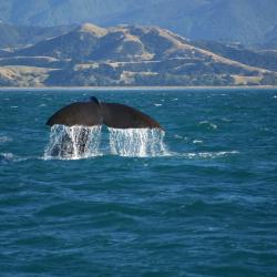 Kaikoura Tourism Africa