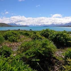Lake Tekapo Tourism Africa