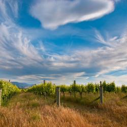 Marlborough Tourism Africa