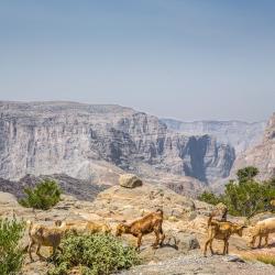 Al ‘Aqar Tourism Africa