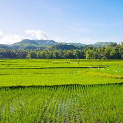 Visayas Tourism Africa