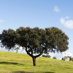 Alentejo Tourism Africa