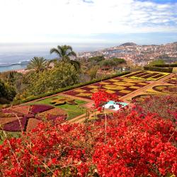Funchal Tourism Africa