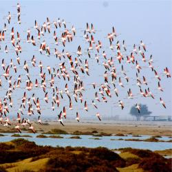 Al Khor Tourism Africa