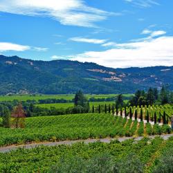 Napa Valley Wine Country Tourism Africa